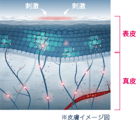敏感肌のメカニズム解説用 皮膚構造イメージ図(ビオデルマ サンシビオ)
